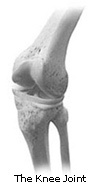 knee joint