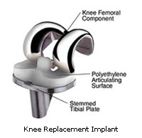 knee joint